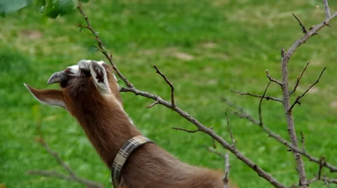 Goat eats the leaves on the trees Stock Footage 38980405