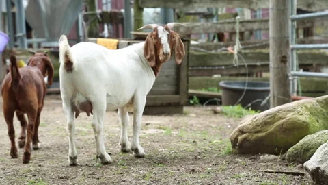 GOAT EATS &amp; WALKS Stock Footage 188902629
