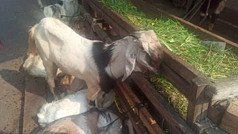 GOAT FOR EID AL ADHA Stock Footage 212674158