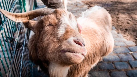 Goat Enjoying Getting Pet Stock Footage 106534900