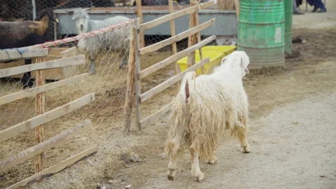 Goat escaping from sacrificial market. Eid al-Adha market Stock Footage 200858955