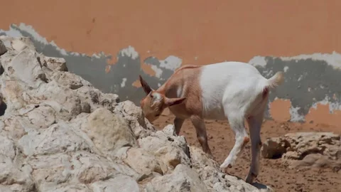 Goat exploring rocky limestone terrain in arid desert landscape Stock Footage 345700688