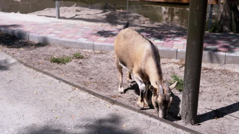 Goat Exploring Zoo Enclosure Stock Footage 293209512