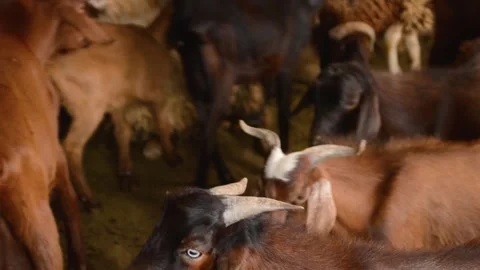 The goat eye Stock Footage 145267051