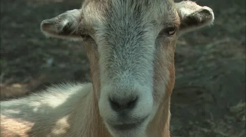 Goat face close up Stock Footage 11078885