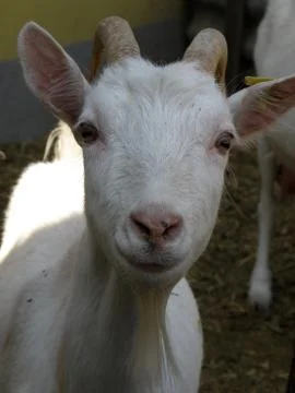 Goat Face Close Up Stock-Fotos