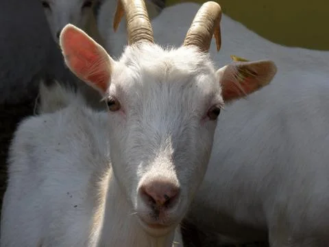Goat Face Close Up Stock Photos