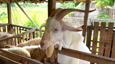 Goat face with long horn inside a barn Stock Footage 276691677