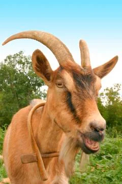 Goat face Stock Photos