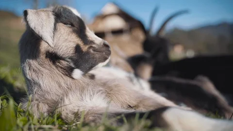 Goat falling asleep Stock Footage 105500033