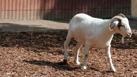 Goat On A Farm 05 Stock Footage 86398588