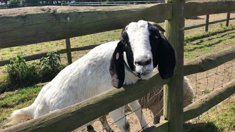 GOAT ON FARM 1 Stock Footage 135018947