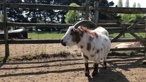 GOAT ON FARM 2 Stock Footage 135018995