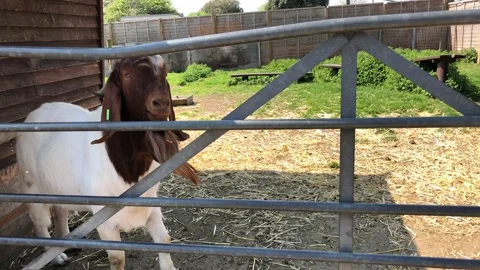 GOAT ON FARM 4 Stock Footage 135019080