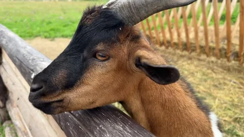 A goat on a farm eats cabbage leaves Stock-Footage 302961627