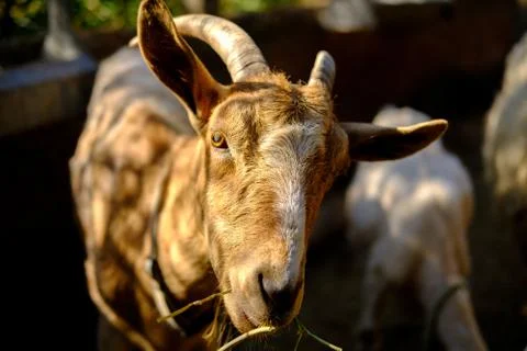 The goat on the farm eats hay Stock Photos