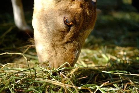 The goat on the farm eats hay Stock Photos