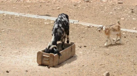Goat farm Stockbeeldmateriaal 711864