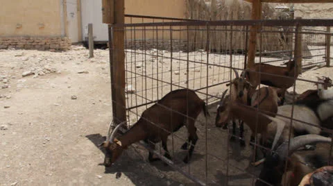 Goat farm Stock Footage 22922261