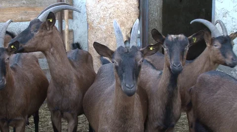 Goat farm 库存影片 42579872