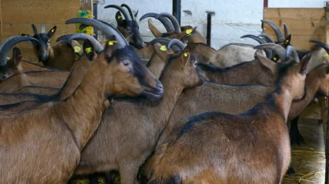 Goat on farm Stock Footage 58341523