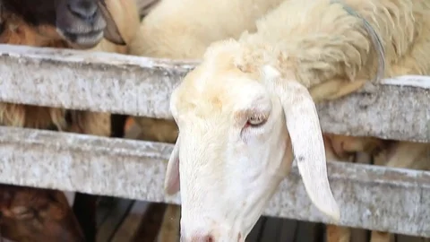 Goat farm Stock Footage 79925210