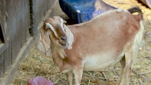 A goat in the farm Video stock 155367467
