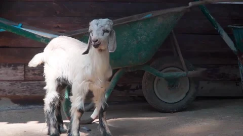 Goat on the farm Stock Footage 155632159