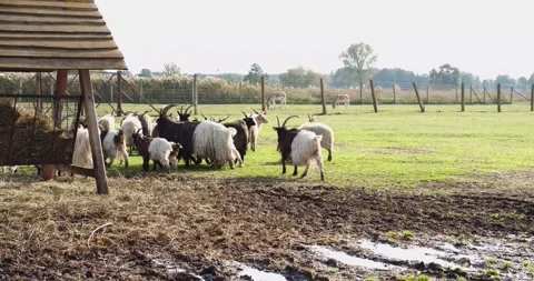 Goat Farm Video stock 243694035