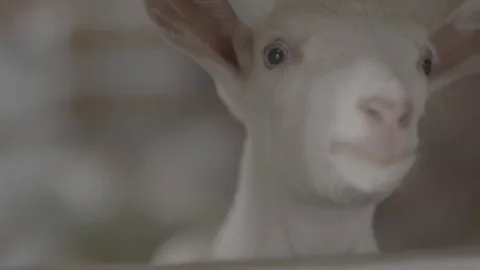 Goat on a farm looking cute Stock Footage 73881136