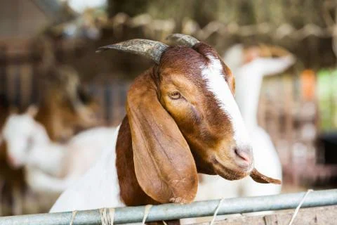 Goat in farm Stock Photos