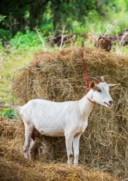 Goat in farm Stock Photos