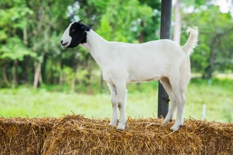 Goat in farm Stock Photos