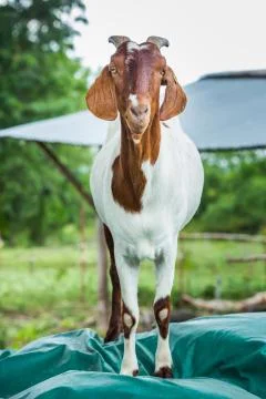 Goat in farm Stock Photos