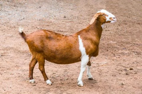 Goat in farm Stock Photos