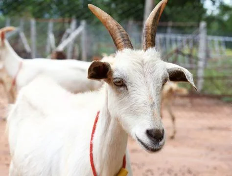 Goat in farm Stock Photos