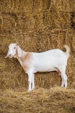 Goat in farm Stock Photos