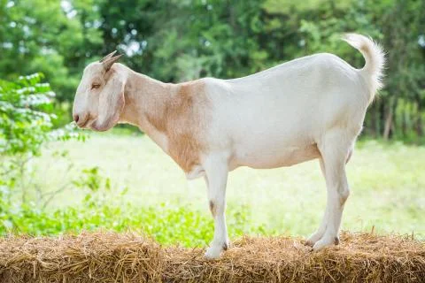 Goat in farm Stock Photos