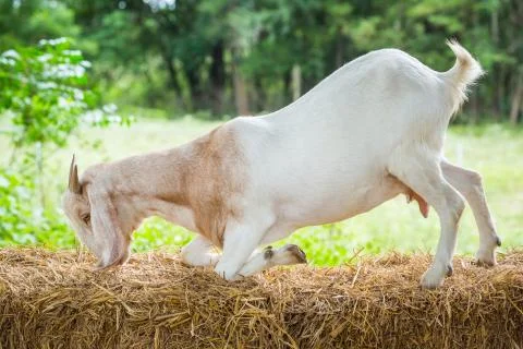 Goat in farm Stock Photos