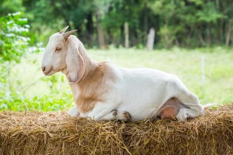 Goat in farm Stock Photos
