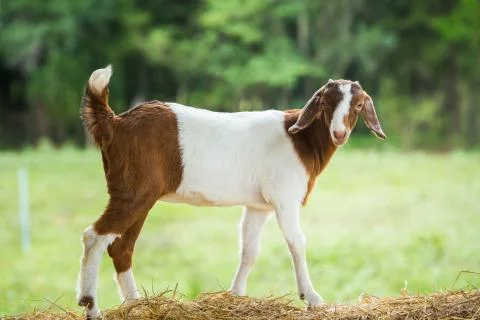 Goat in farm Stock Photos