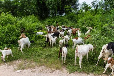 Goat on the farm. Stock Photos