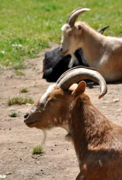 Goat on a farm Stock Photos