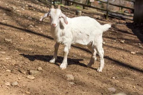 Goat Farm Foto stock