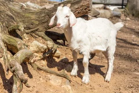 Goat Farm Stock Photos