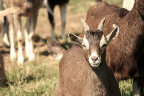 Goat on farm Stock Photos