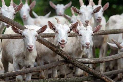 Goat on a farm 写真素材