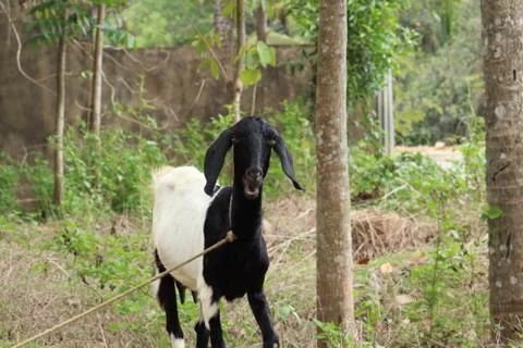 Goat on the farm Stock Photos