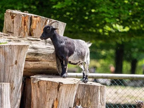 Goat on the farm Foto stock