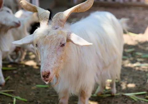 Goat in the farm Selective focus Stock Photos